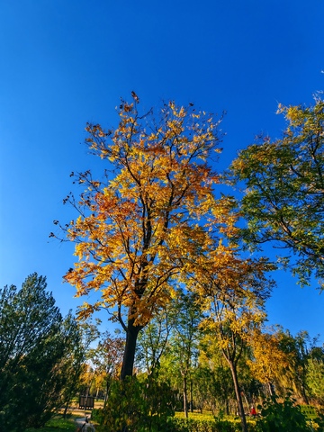 秋日金色树景自然风光