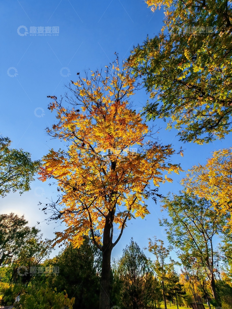 高清大图下载【趣麦麦图】秋日金黄树叶风景图