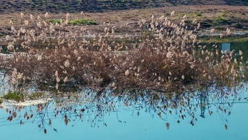 芦苇湿地秋景自然风光摄影