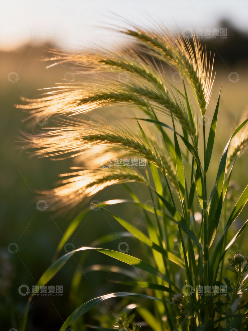 高清大图下载【趣麦麦图】简洁意境秋季摄影4