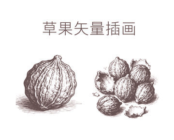 素描风草果插画设计素材