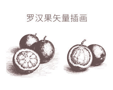 素描风罗汉果插画设计素材