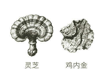 传统中药材插画灵芝鸡内金