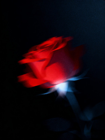 玫瑰花极简插画