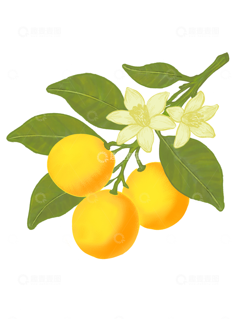 源文件下载【趣麦麦图】金桔树插画设计素材