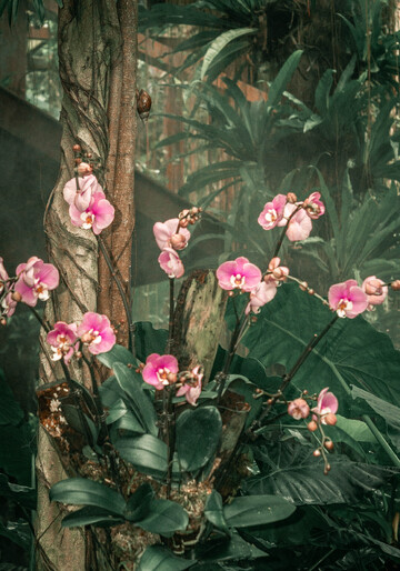 兰花园艺热带雨林树木花卉摄影