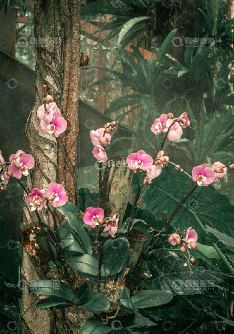 高清大图下载【趣麦麦图】兰花园艺热带雨林树木花卉摄影