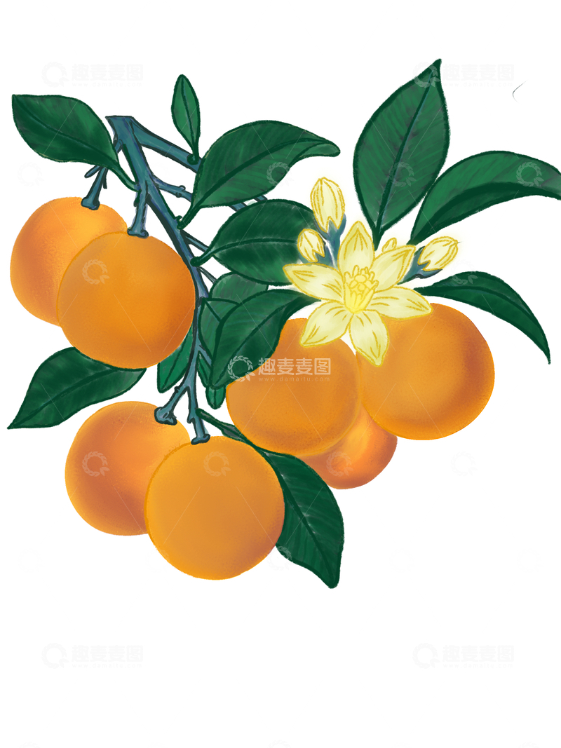 源文件下载【趣麦麦图】插画金桔果树自然风光