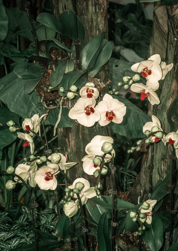 自然风蝴蝶兰花盛放摄影图片