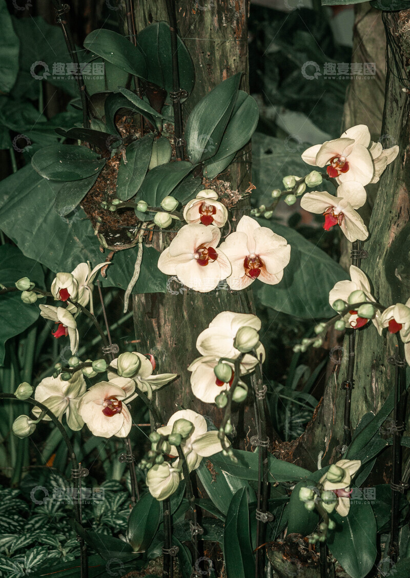 高清大图下载【趣麦麦图】自然风蝴蝶兰花盛放摄影图片