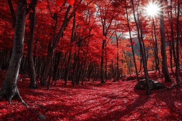 秋季红色的枫树林