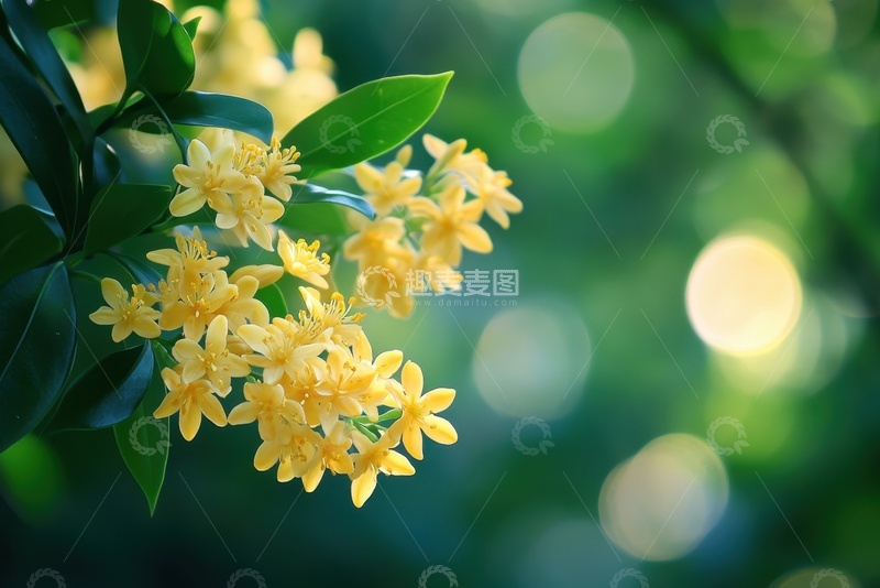 高清大图下载【趣麦麦图】桂花花枝特写摄影