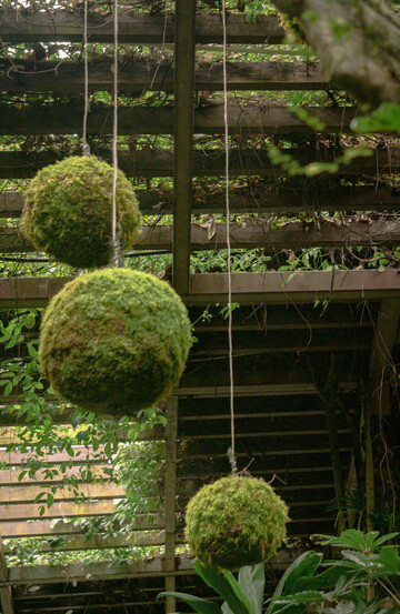 吊挂苔藓球绿植园艺装饰