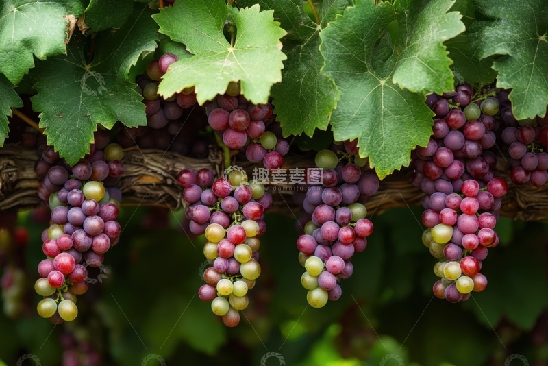 高清大图下载【趣麦麦图】葡萄园里的葡萄串