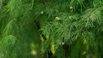 湿地松叶子果实特写