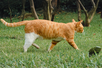 公园走路的橘猫