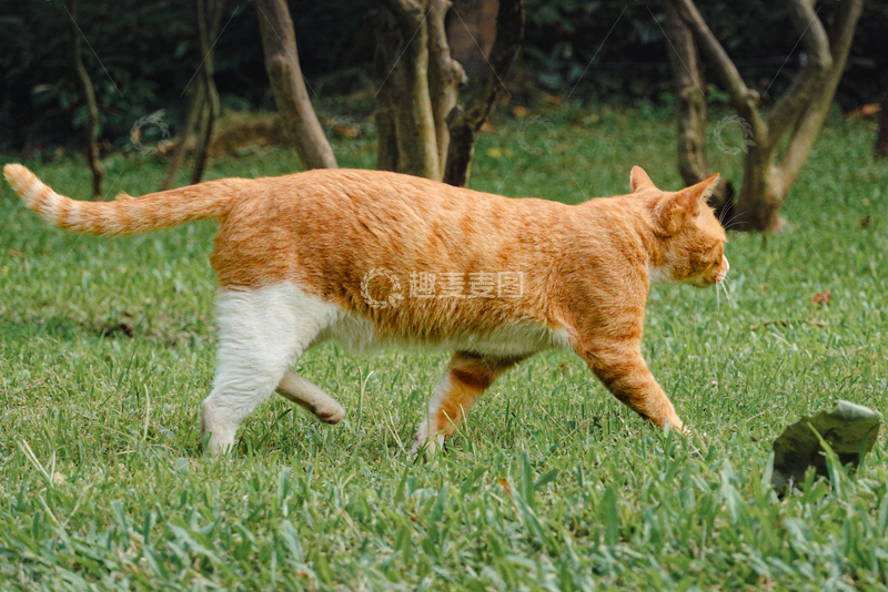 高清大图下载【趣麦麦图】公园走路的橘猫