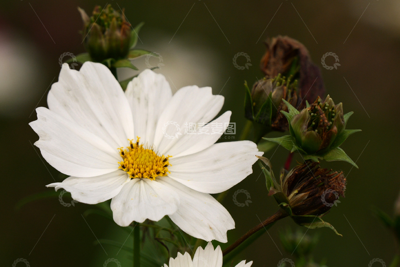 高清大图下载【趣麦麦图】白云湖白花波斯菊