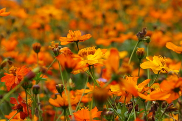 白云湖格桑花群