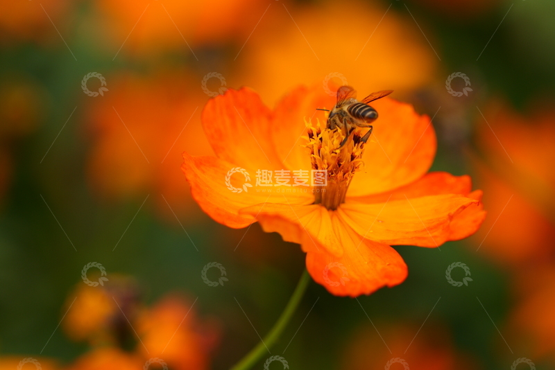 高清大图下载【趣麦麦图】特写蜜蜂采蜜