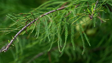 湿地松叶子特写