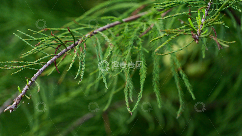 高清大图下载【趣麦麦图】-湿地松叶子特写