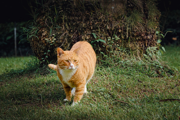 公园走路的橘猫正面