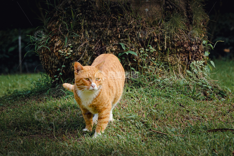 高清大图下载【趣麦麦图】公园走路的橘猫正面