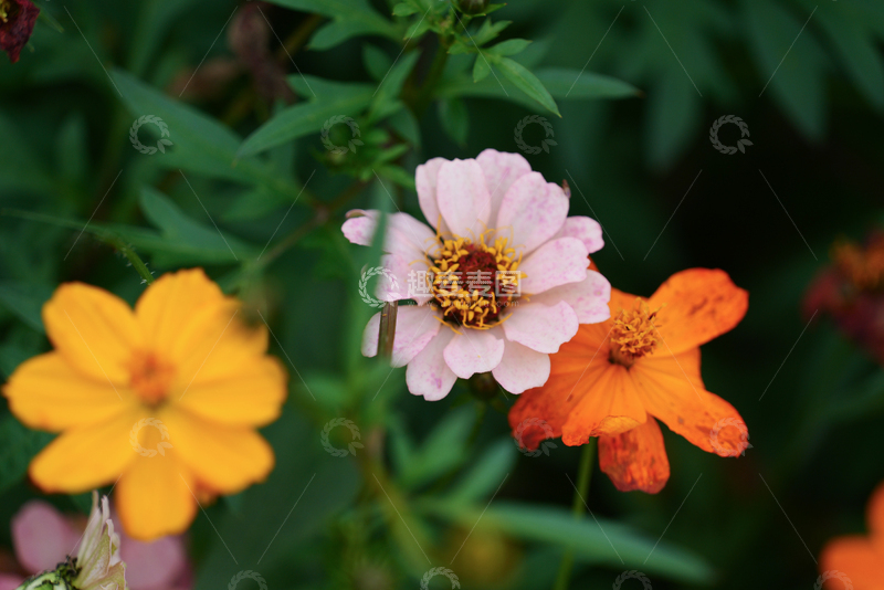 高清大图下载【趣麦麦图】白云湖格桑花
