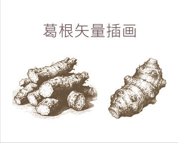 素描风葛根中药材插画