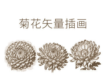 古典风菊花矢量插画