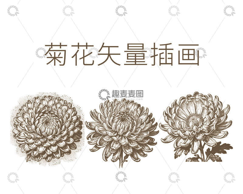源文件下载【趣麦麦图】古典风菊花矢量插画