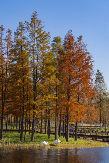 秋冬的疣鼻天鹅