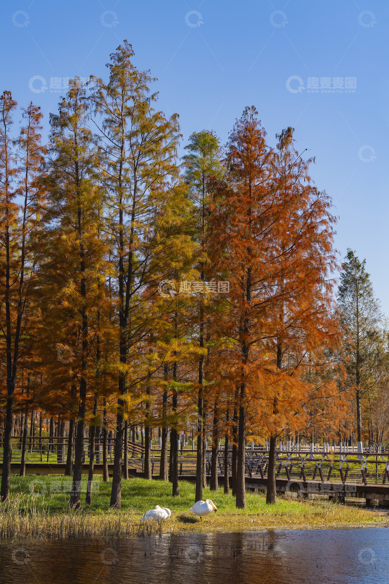 高清大图下载【趣麦麦图】-秋冬的疣鼻天鹅