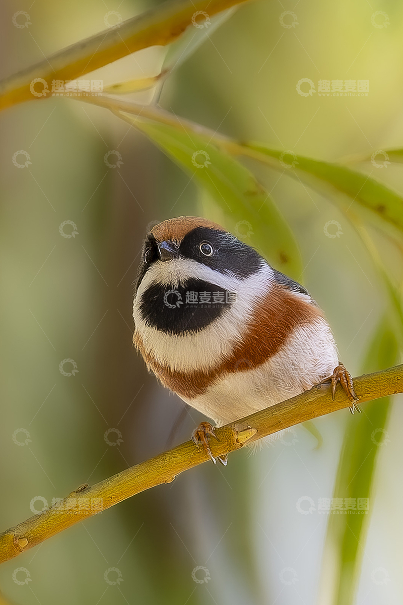 高清大图下载【趣麦麦图】红头长尾山雀站枝头