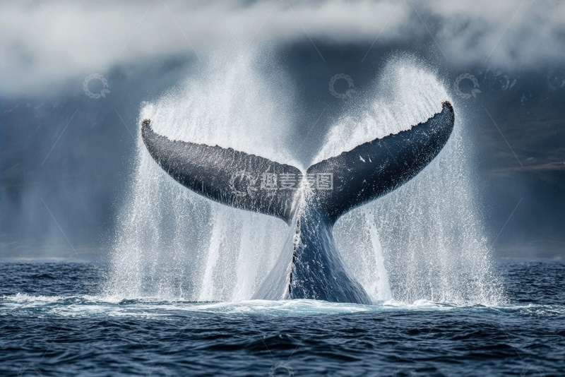高清大图下载【趣麦麦图】大海里鲸鱼的尾鳍
