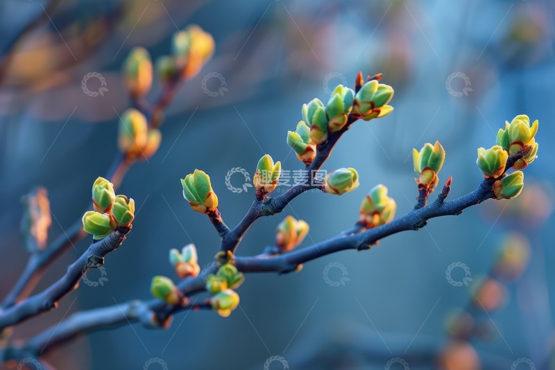 高清大图下载【趣麦麦图】树枝花苞绿叶摄影