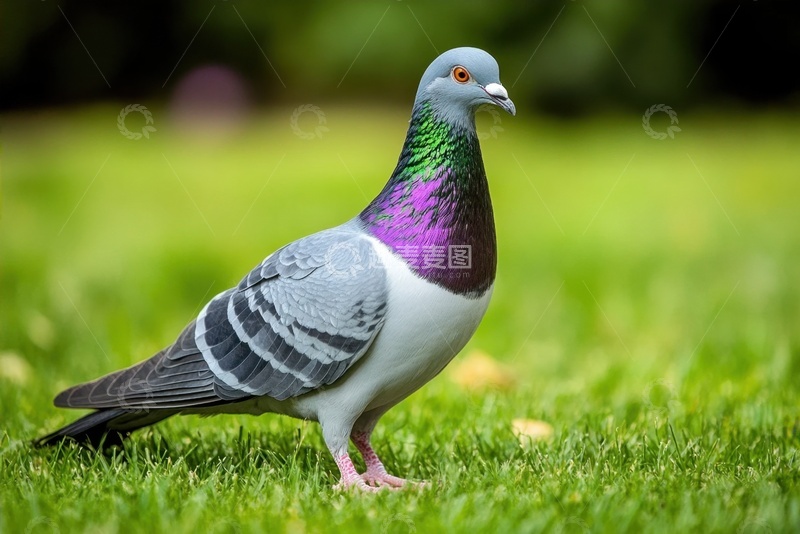 高清大图下载【趣麦麦图】草地上的一只鸽子