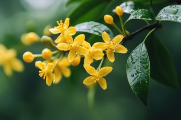 盛开的桂花花枝
