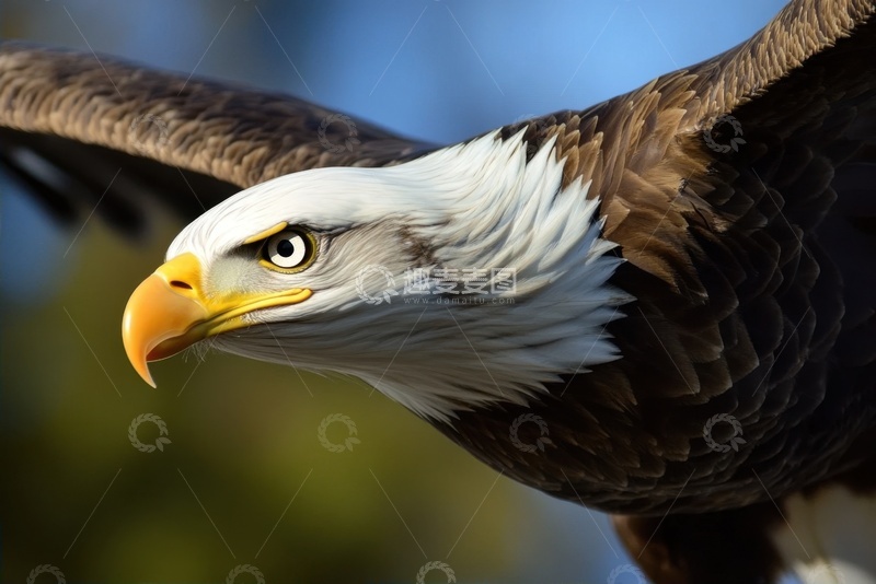 高清大图下载【趣麦麦图】飞翔的一头老鹰