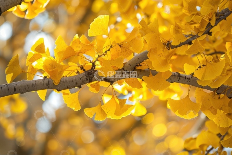 高清大图下载【趣麦麦图】金黄色的银杏树叶