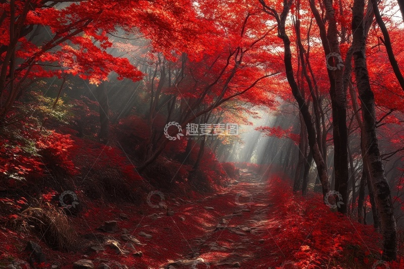 高清大图下载【趣麦麦图】红色的枫树林自然美景