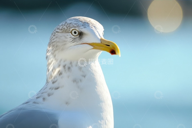 高清大图下载【趣麦麦图】一只白色的海鸥特写摄影