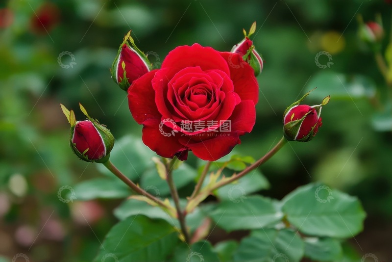 高清大图下载【趣麦麦图】红色的月季花摄影