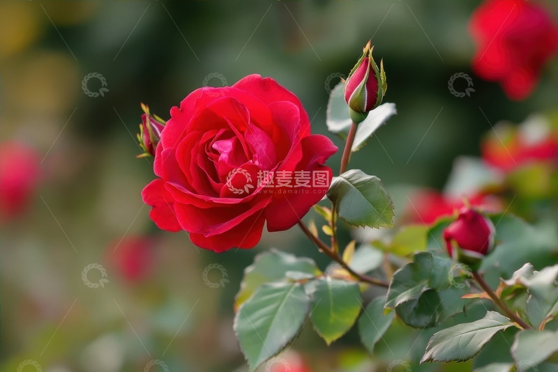 高清大图下载【趣麦麦图】红色的月季花特写