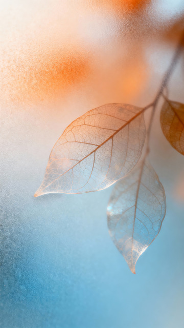 橘色和蓝色渐变的树叶纹理5