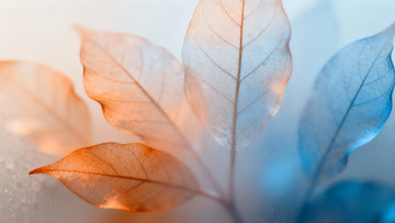 橘色和蓝色渐变的树叶纹理2