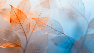 橘色和蓝色渐变的树叶纹理4