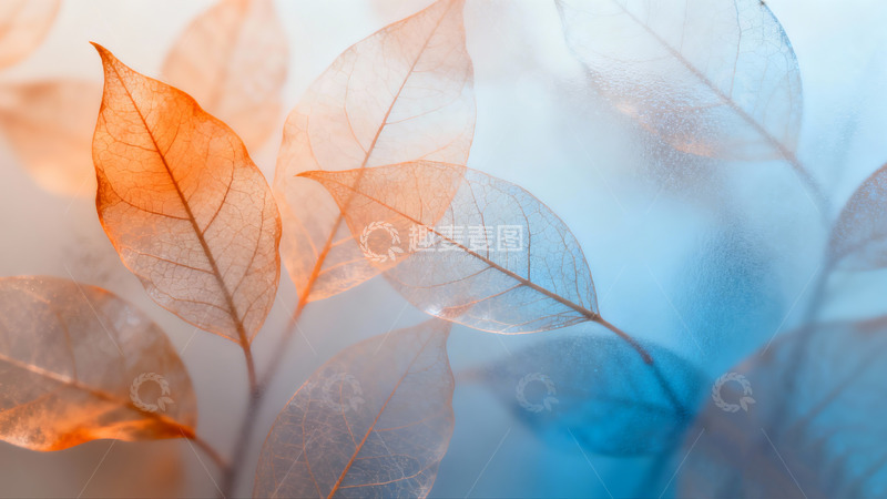 高清大图下载【趣麦麦图】橘色和蓝色渐变的树叶纹理4