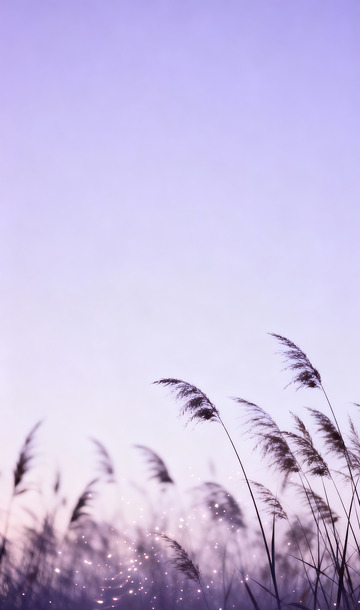 紫色渐变背景朦胧茅草剪影4